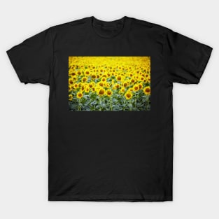 Sunflowers field T-Shirt